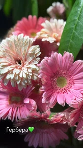 Freya flower studio — фото из справочника